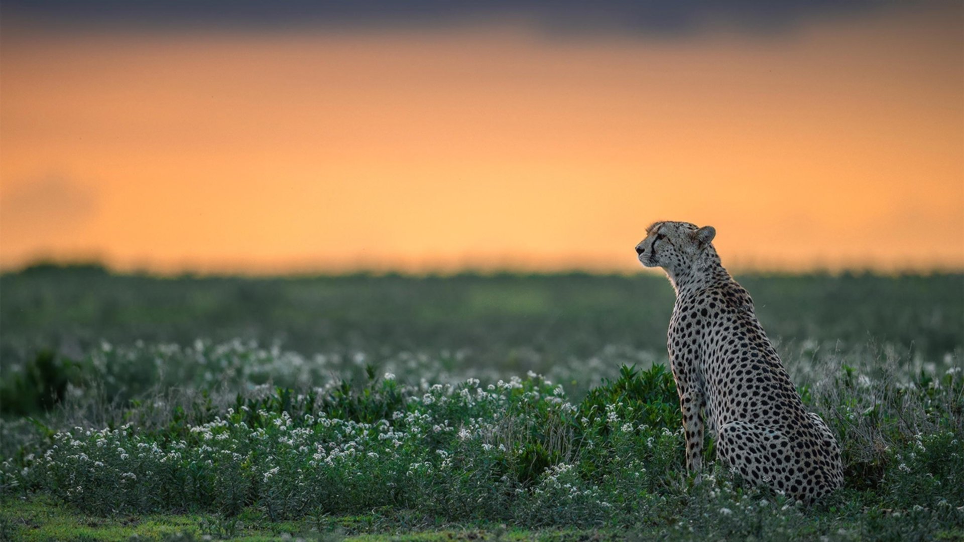 外援政策调整需兼顾本土发展需求，2020年外援政策