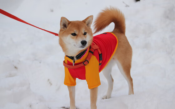 开云·体育官网APP下载-世界杯激战不断：精彩每一刻都令人心动！，世界杯激战正酣,我们都知道