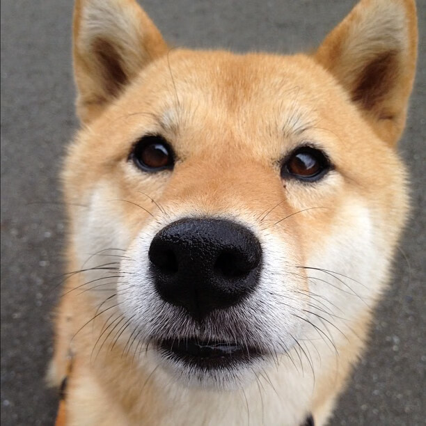 乌拉圭队士气高昂,期待在世界杯舞台上大放异彩